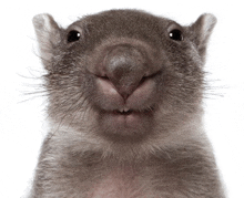 a close up of a squirrel 's face with its mouth open