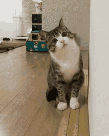 Cat Attack GIF - Cat Attack What GIFs