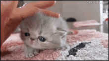 Kitten Tabi GIF - Kitten Tabi Auorine GIFs