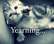 a black and white photo of a kitten with the words yearning written below it