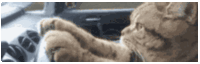 a cat is driving a car with its paw on the steering wheel