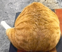 Chicken Leg Cat GIF - Chicken Leg Cat GIFs