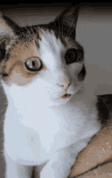 Loya Blep GIF - Loya Blep Cat GIFs