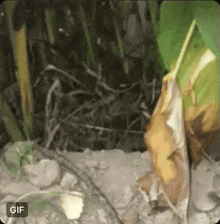 a gif of a plant with the word gif on the bottom