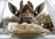 giraffe pie lunch eating