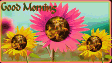 Jai Sh Krishna Good Morning GIF - Jai Sh Krishna Good Morning Sunflower GIFs
