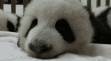 Panda GIF