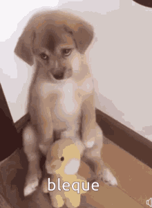 Bleque Dog GIF - Bleque Dog Cute GIFs