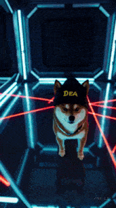a dog wearing a dea hat is standing in a dark room