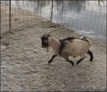Goat Slide GIF - Goat Slide Sliding To Dms Be Like GIFs