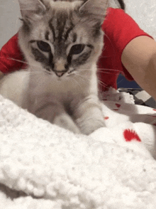 Cat Cute GIF - Cat Cute Biscuits GIFs