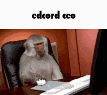 Edcord GIF - Edcord GIFs