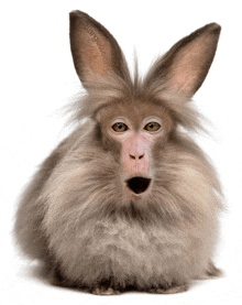 a monkey with bunny ears and a rabbit 's head