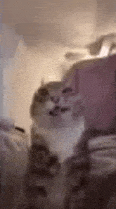 a cat is sitting in a room with a pink box in the background and looking at the camera .