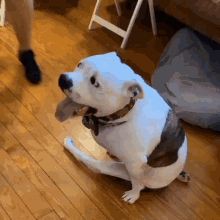 Dog Animal GIF - Dog Animal Wheelchair GIFs