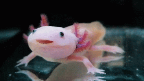 Axolotl Axolotl Cute GIF - Axolotl Axolotl Cute Axolotl Smile ...