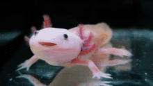 Axolotl Axolotl Cute GIF - Axolotl Axolotl Cute Axolotl Smile GIFs