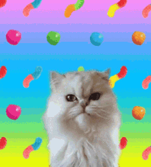 Cat The GIF - Cat The GIFs