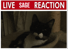 Livereaction Sage GIF
