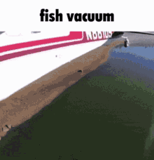 Fish Vacuum GIF - Fish Vacuum Fish Vacuum GIFs