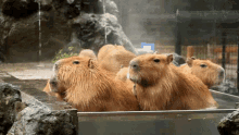 カピバラ　お風呂　温泉　家族風呂　気持ちいい GIF - Capybara Bath Onsen GIFs