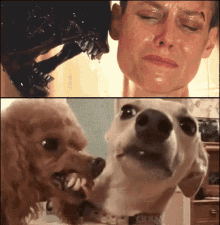 alien dog alien angry dog when girlfriend is angry scared