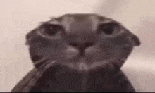 Cat Funny GIF - Cat Funny Veryfunnycatmemelol GIFs
