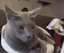 Grey Cat Cattitude GIF - Grey Cat Cattitude Chat GIFs