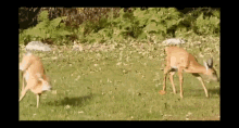 Fawns Deer GIF - Fawns Deer Wildlife GIFs