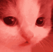 Cat Clueless GIF - Cat Clueless Not Happy GIFs