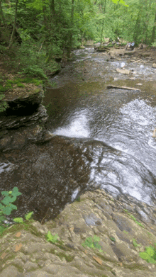 a river flowing through a lush green forest with trees and rocks