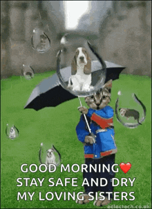a cat is holding an umbrella and a dog is sitting in a soap bubble .