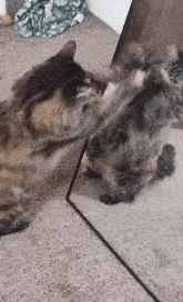 a cat is looking at itself in the mirror