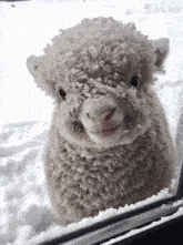 a sheep covered in snow looks out of a car window