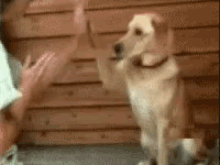 dog high five play clap game