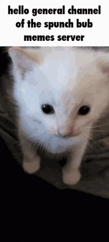 Hello Spunch Bub GIF - Hello Spunch Bub Cat GIFs