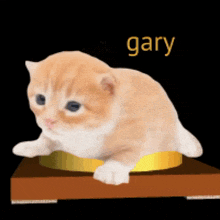 a kitten is sitting on a wooden box with the word gary written above it