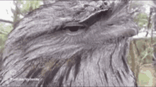 Owl Seductive GIF - Owl Seductive Birds GIFs