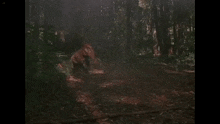 a bear is walking through a dark forest with trees and leaves .