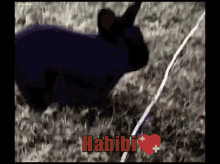 Habibi Rabbit GIF - Habibi Rabbit Habibi Rabbit GIFs