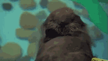 Floating GIF - Floating Otter GIFs