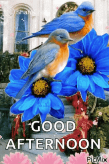 good afternoon bird flower blue flower