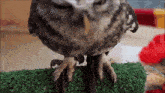 Owl Gufo GIF - Owl Gufo Carezza GIFs