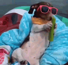 cachorro fofinho cachorro comendo na boia cachorro com%C3%B3culos de sol