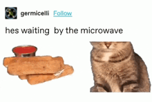 Hes Waiting By The Microwave Cat GIF - Hes Waiting By The Microwave Cat Microwave GIFs