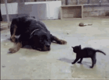 Lol GIF - Cat Dog Fight GIFs