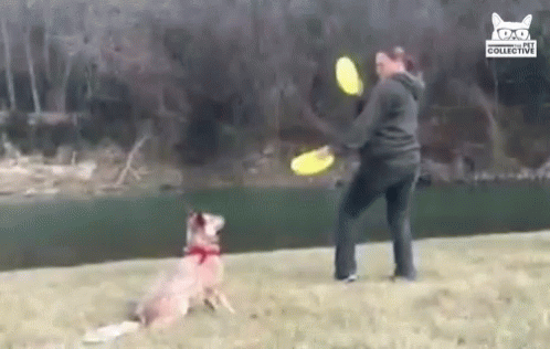 dog hit by frisbee meme