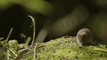 a small mouse is sitting on top of a mossy surface .