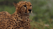 Raining GIF - Nat Geo Cheetah GIFs
