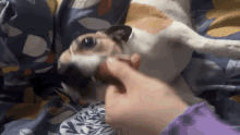 Penny Jack Russell GIF - Penny Jack Russell Penesme GIFs